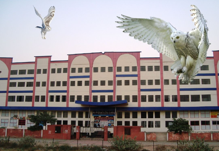 Wilfred's Pg College Jaipur